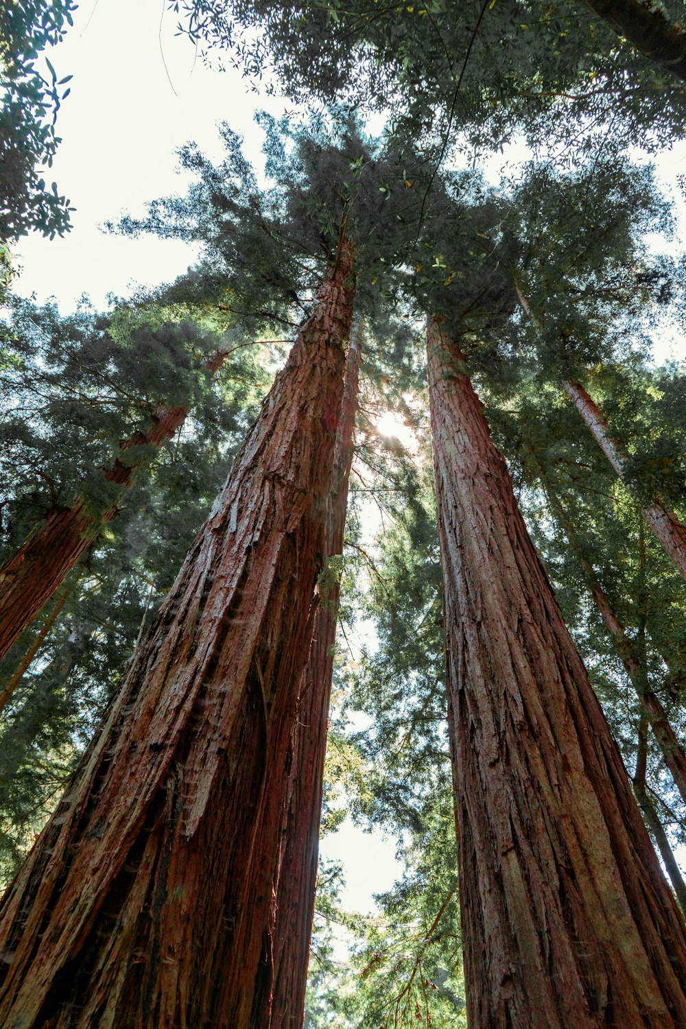 a group of tall trees standing next to each other