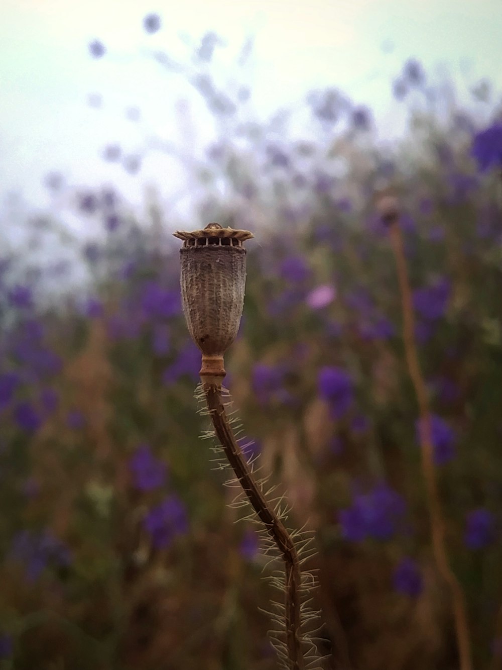 a close up of a plant with purple flowers in the background