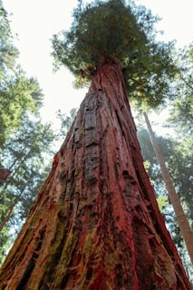 California Coast - Redwood trees in Redwood National Park have deep red bark & wood