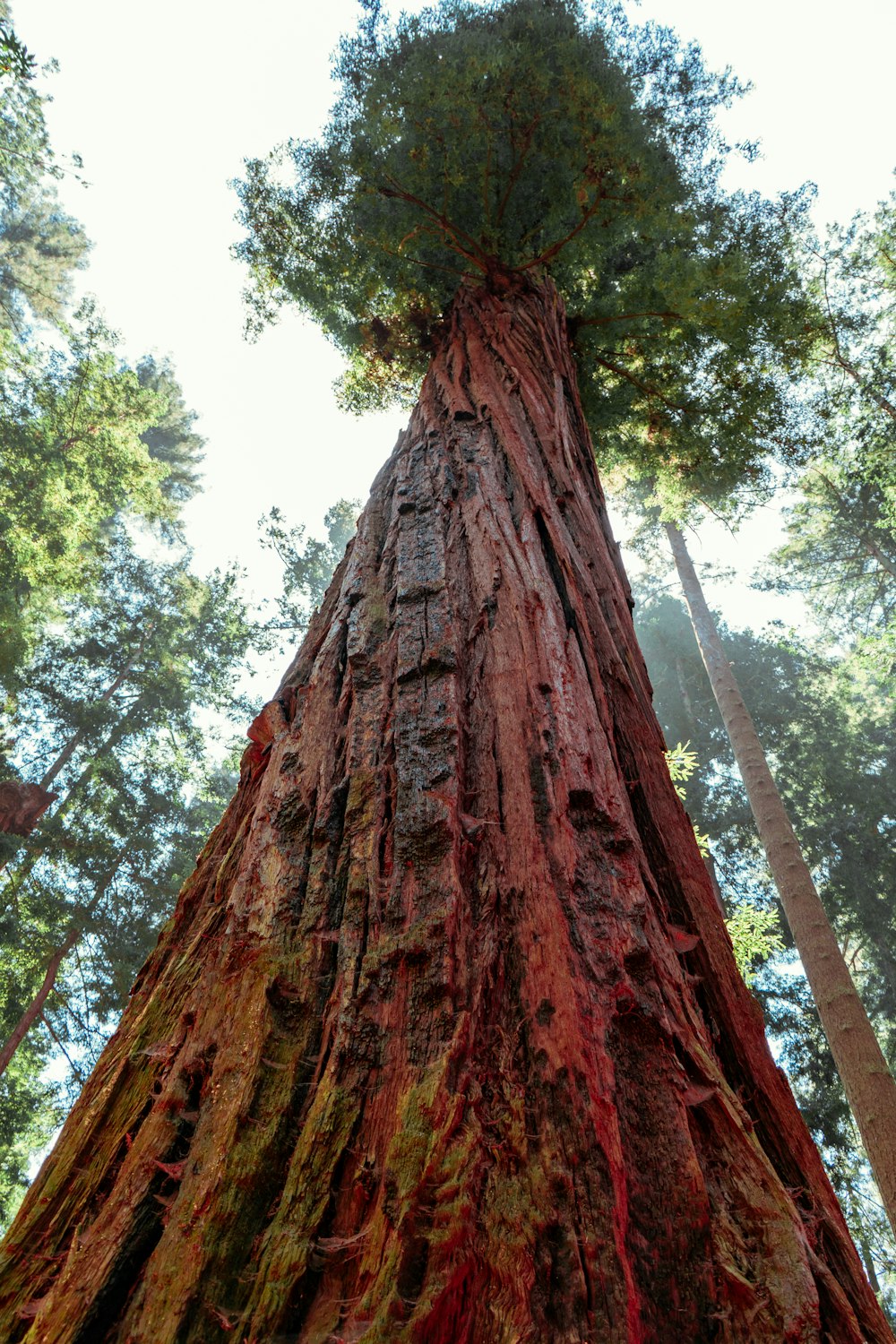 Un árbol grande con un tronco muy alto