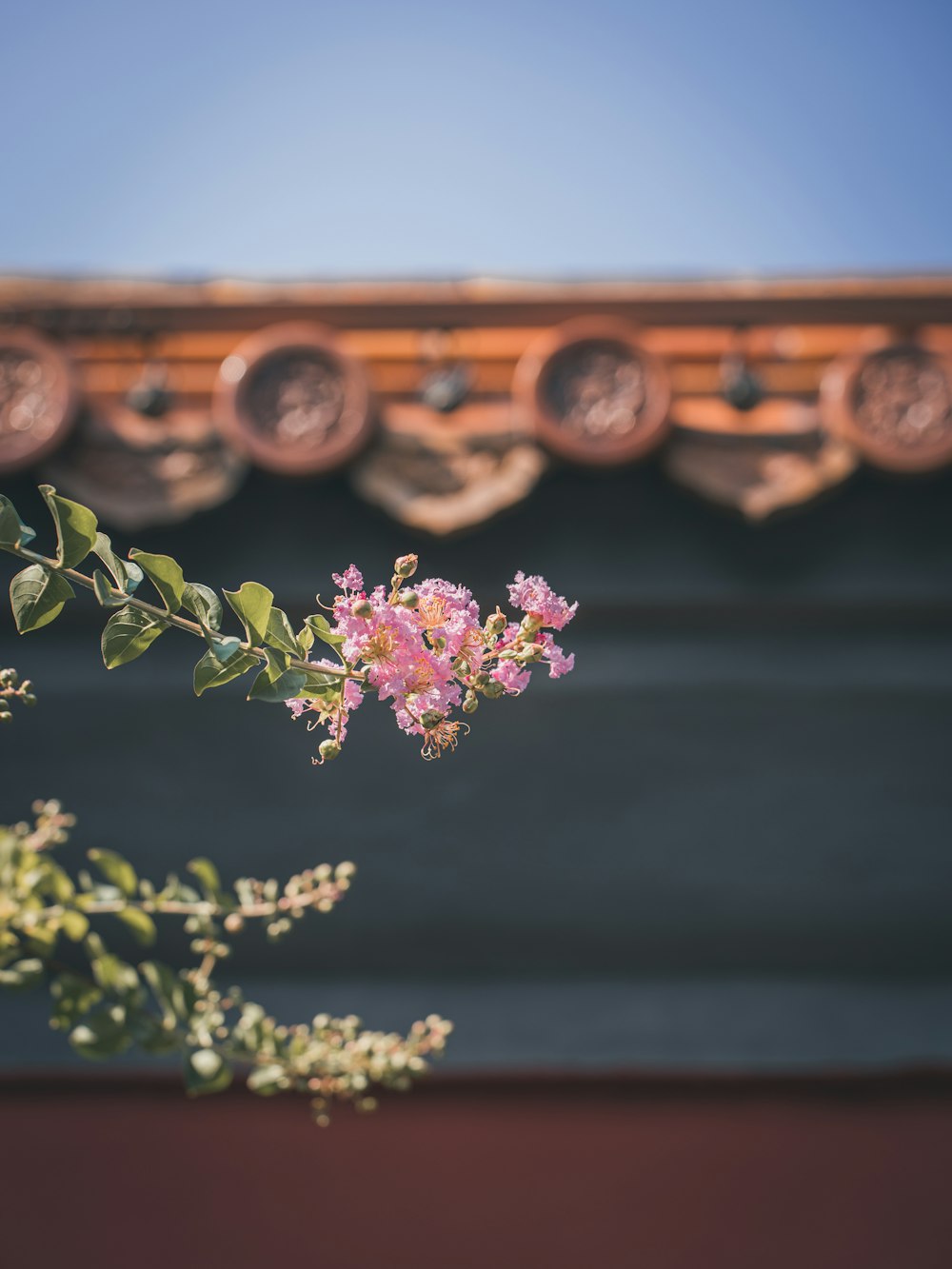 a pink flower in front of a building