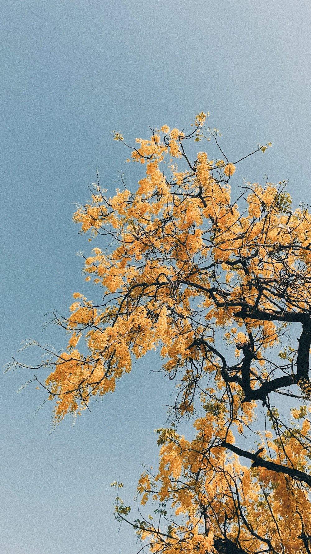a tall tree with yellow leaves against a blue sky