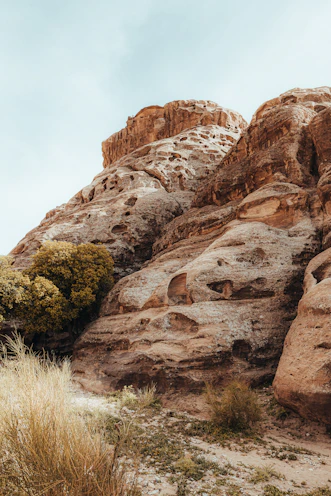 a rock formation with a bush growing out of it