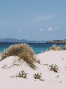 a sandy beach with blue water and grass