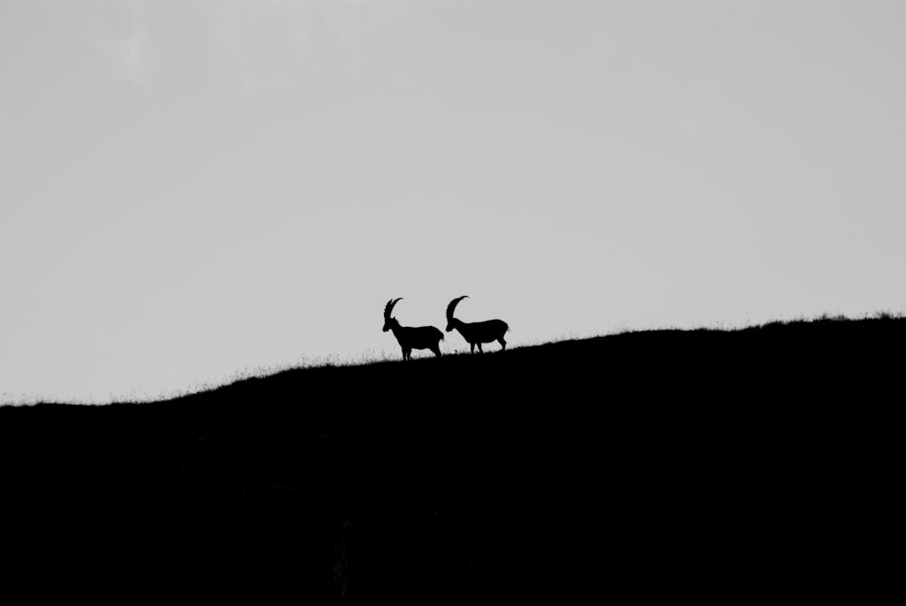a couple of animals standing on top of a hill