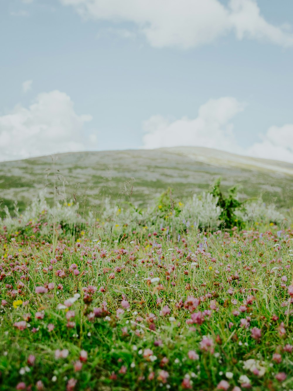 un champ de fleurs sauvages et d’autres fleurs sauvages sur une colline