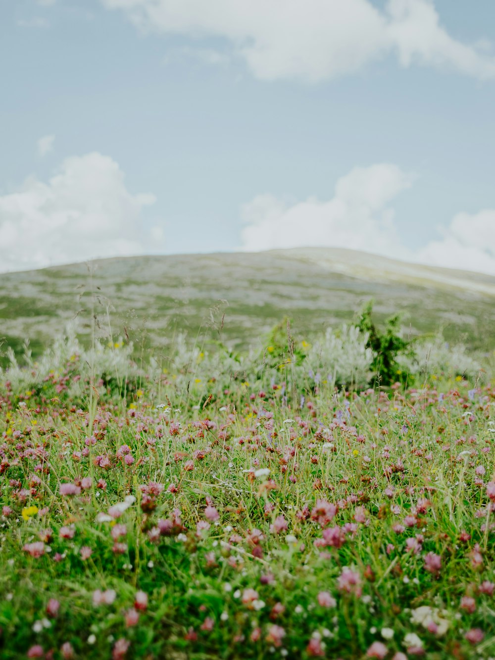a field of wildflowers and other wildflowers on a hill