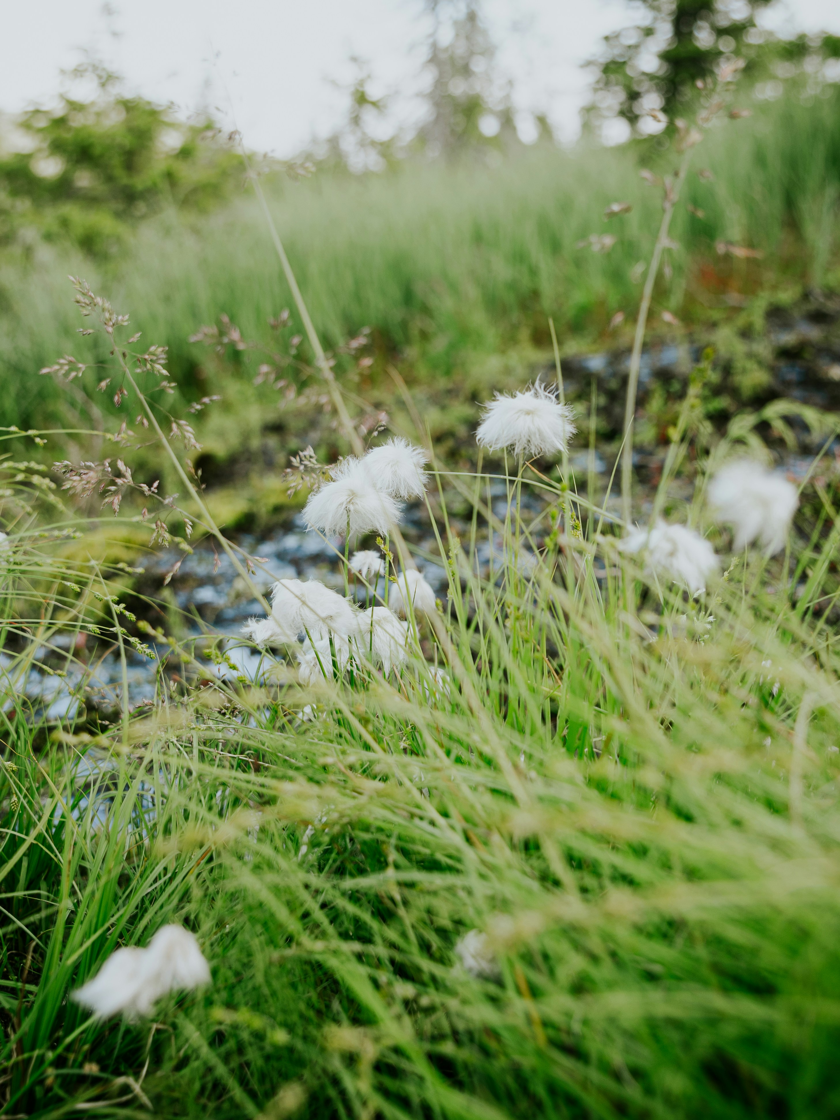a bunch of flowers that are in the grass