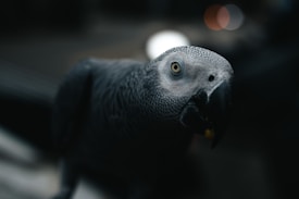 A grey parrot with distinct textured feathers is closely looking into the camera. The bird has a sharp, curved black beak and striking yellow eyes. The background is dark and blurred, adding a dramatic focus to the parrot.