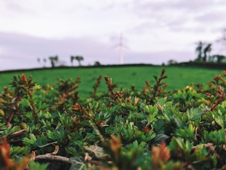 Close-up of wind turbines spinning gently in a green field.
