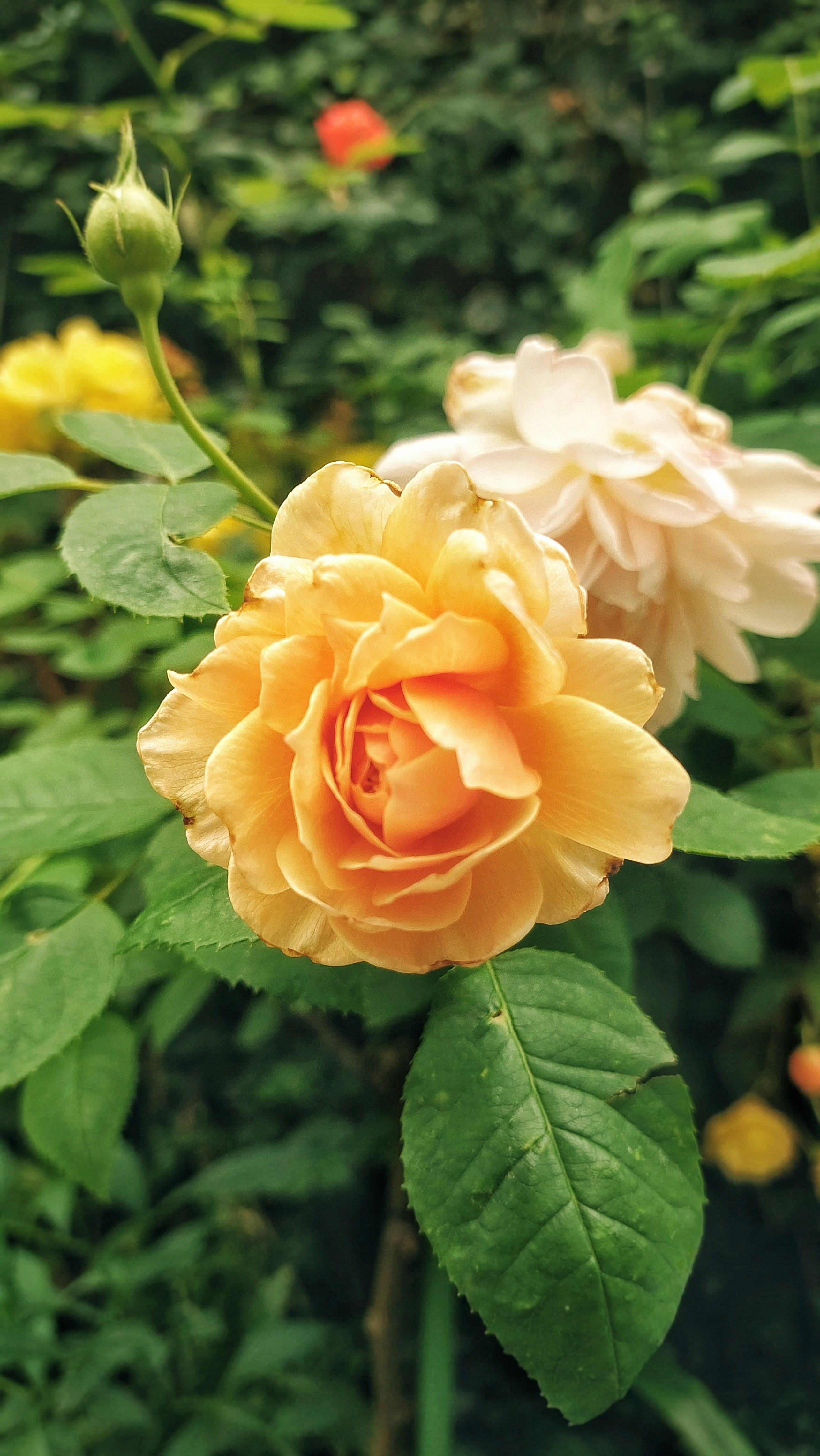 Photo by joylynn_goh