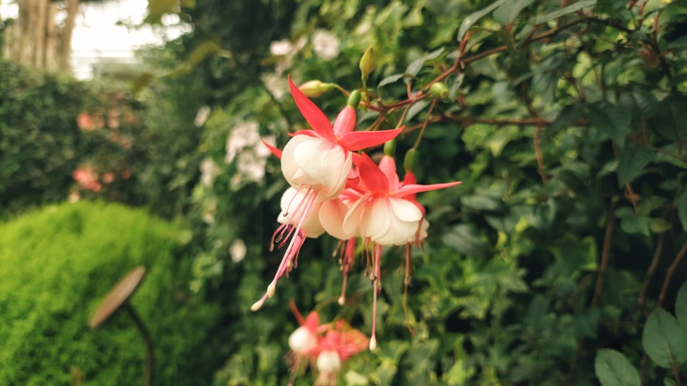 um close up de uma flor em uma planta