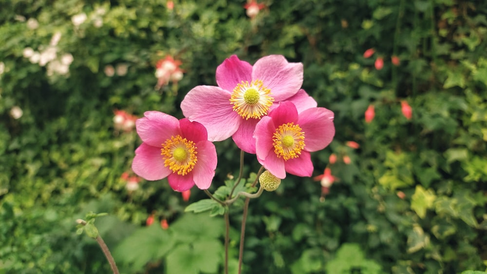 a couple of pink flowers sitting on top of a lush green field