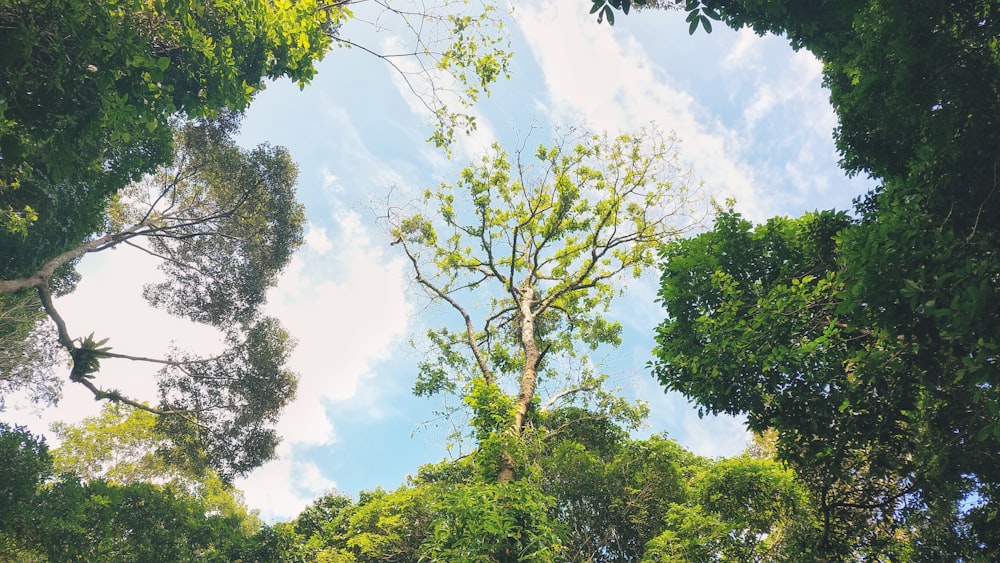 a group of trees that are standing in the grass