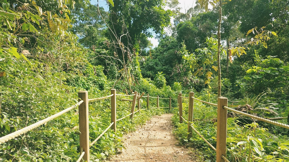 a path in the middle of a lush green forest