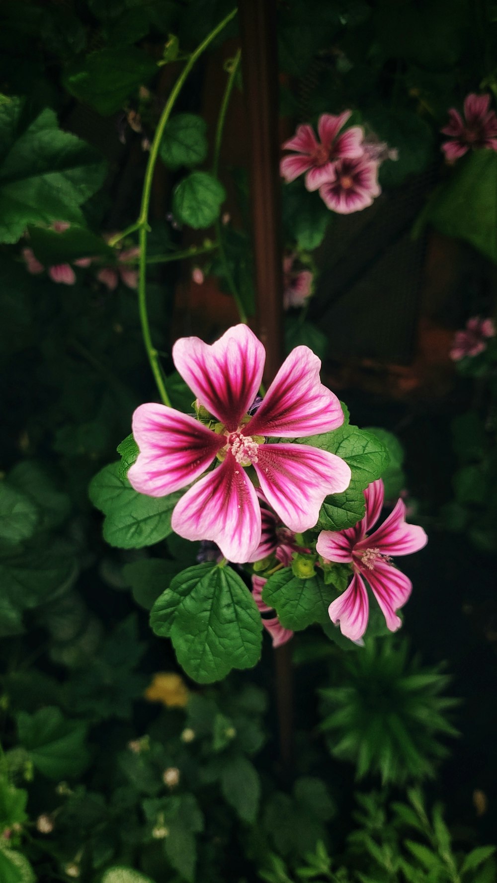 a pink flower with green leaves in the background