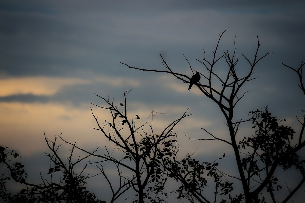 a bird is sitting on a tree branch