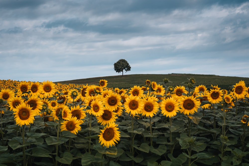 a field of sunflowers with a lone tree in the background