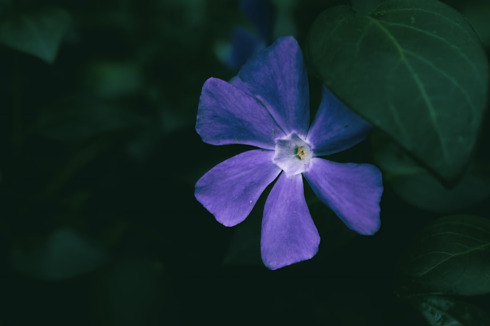 a purple flower with green leaves in the background