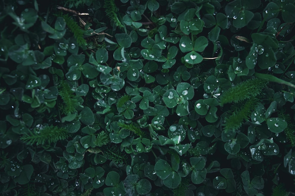 a bunch of green plants with water droplets on them