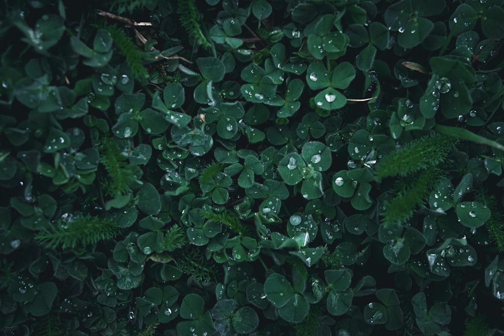 un bouquet de plantes vertes avec des gouttelettes d’eau sur eux