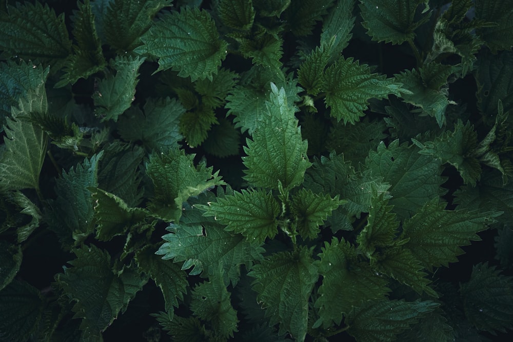 a close up of a green plant with leaves