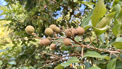 a tree filled with lots of green leaves