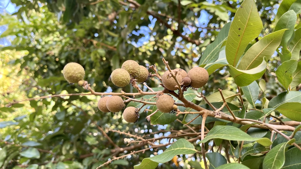 a tree filled with lots of green leaves