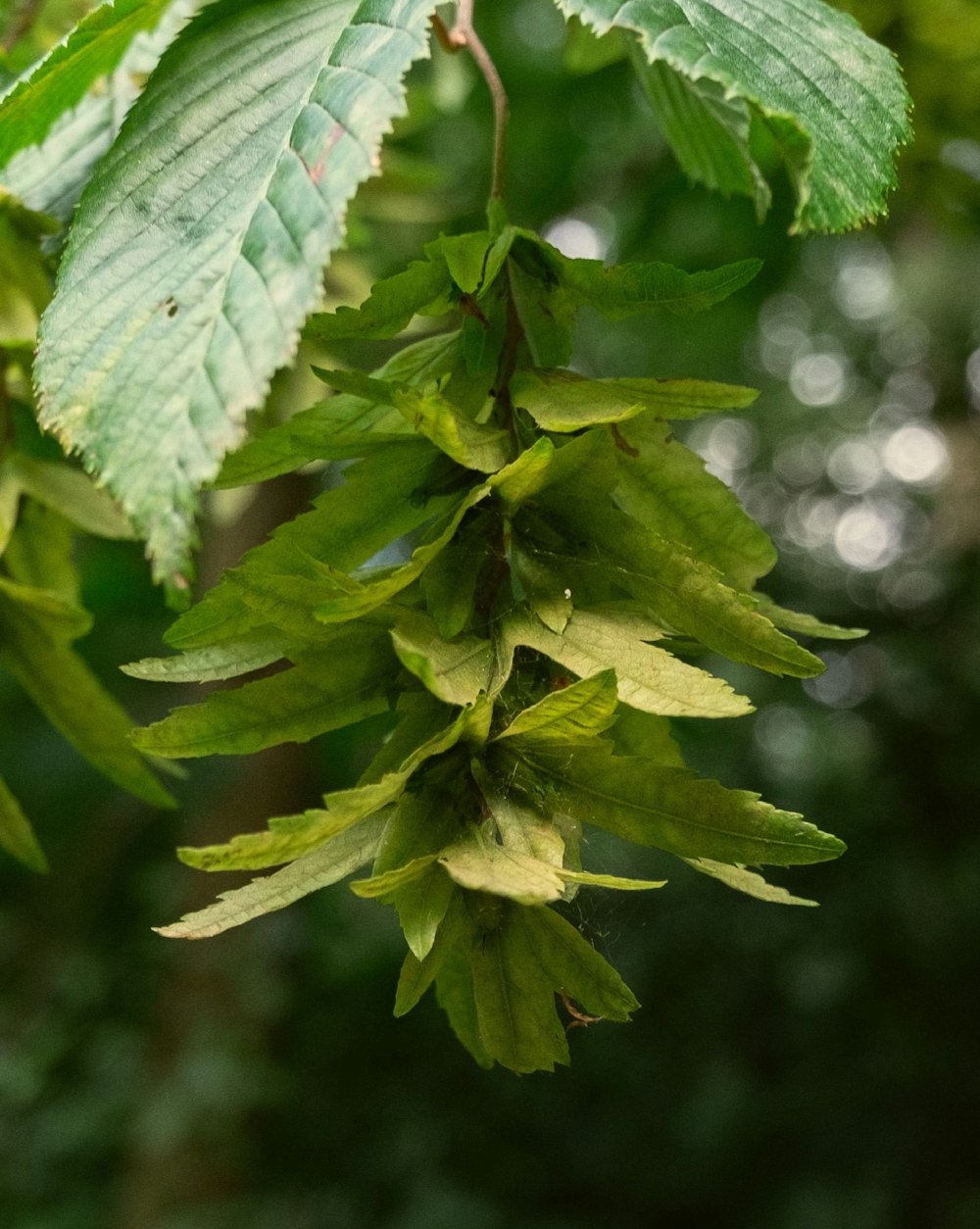 Un primer plano de un árbol frondoso verde