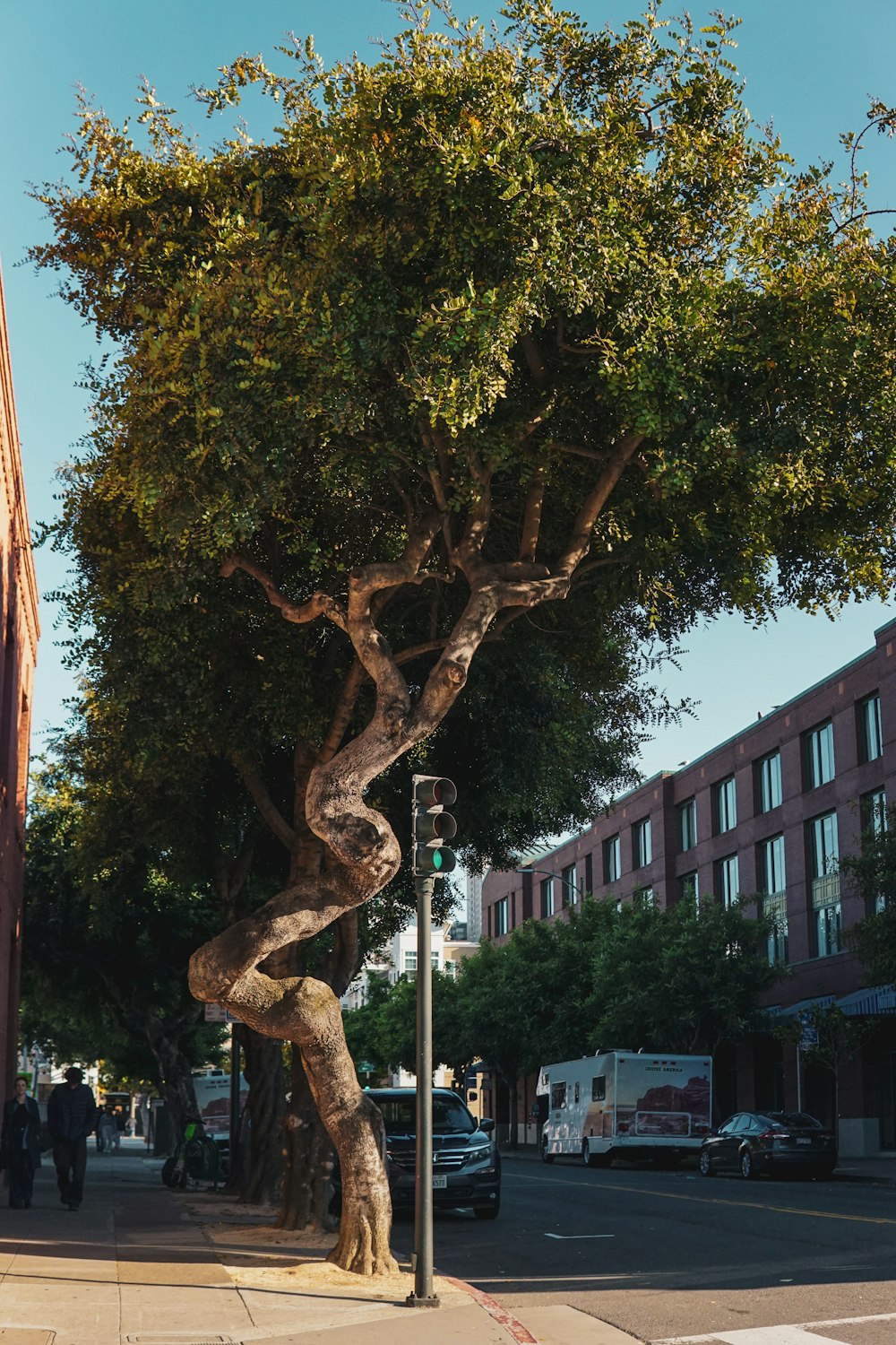 a large tree on a city street corner