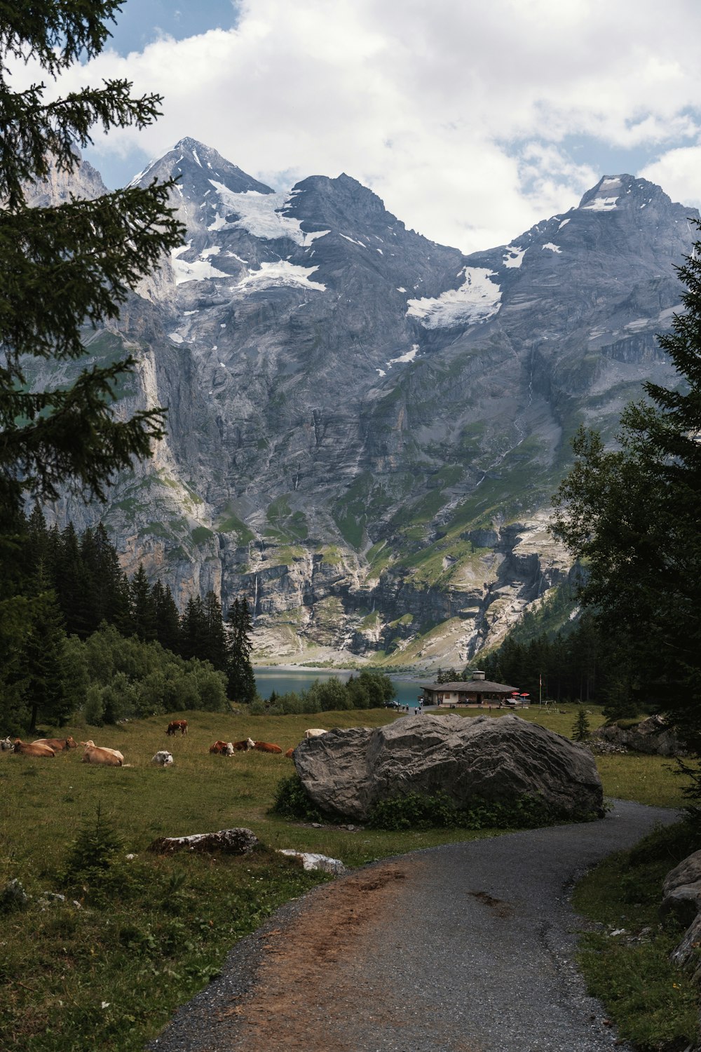 a path leading to a mountain with cows grazing in the grass