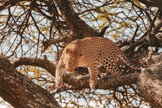 A leopard with a spotted coat cautiously moves along the branches of a tree, surrounded by a network of limbs and leaves. Sunlight filters through the canopy, casting dappled shadows on the leopard and the tree bark.