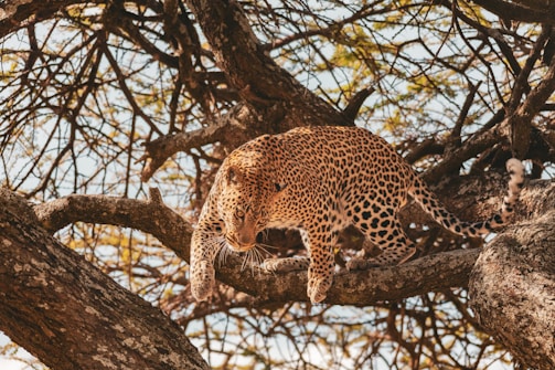 A leopard with a spotted coat cautiously moves along the branches of a tree, surrounded by a network of limbs and leaves. Sunlight filters through the canopy, casting dappled shadows on the leopard and the tree bark.