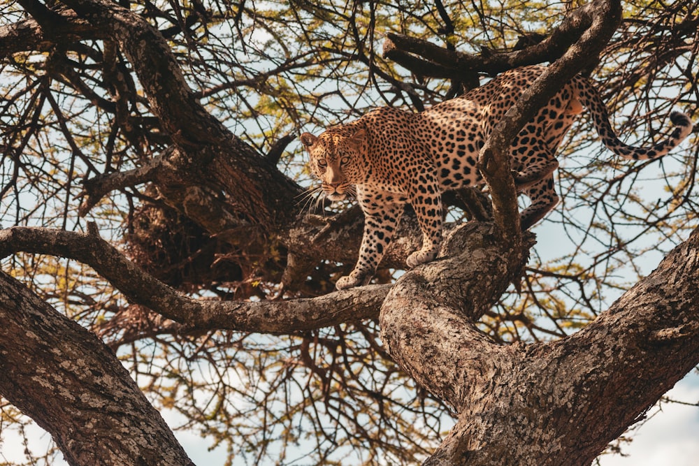 a leopard walking up a tree branch in the wild