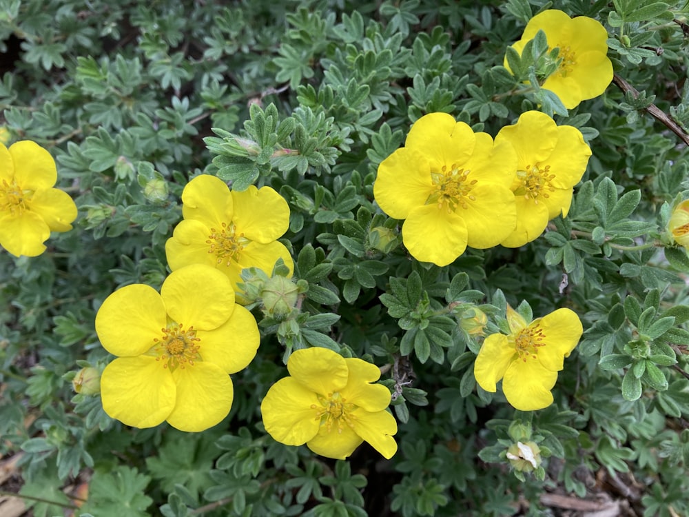 a group of yellow flowers growing in a garden