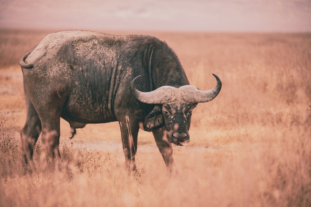 a large bull standing in a dry grass field