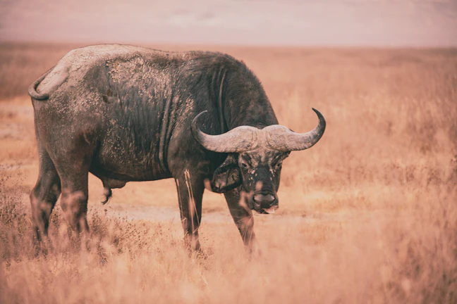 18-Day Tanzania Luxury Travel Itinerary: Serengeti & Zanzibar