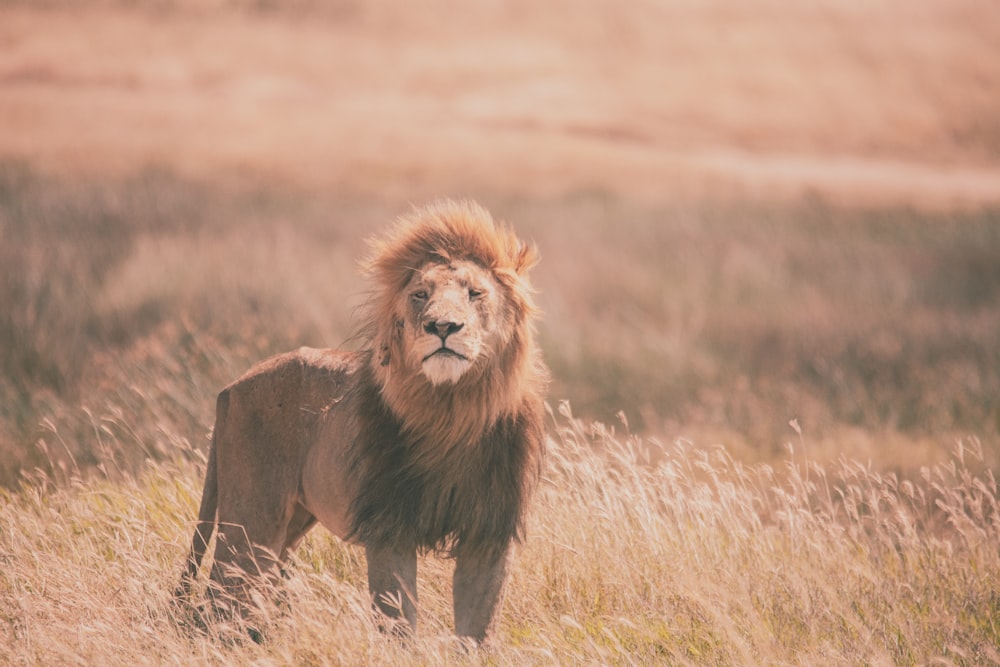 a lion standing in a field of tall grass