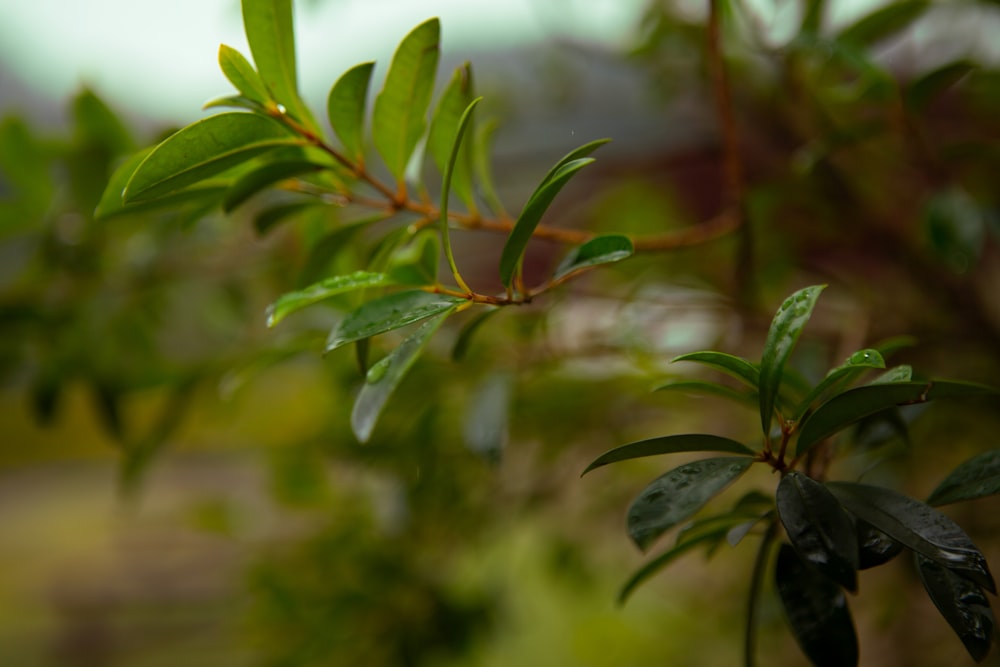 a close up of a tree branch with green leaves