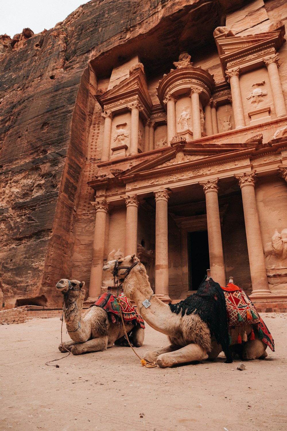 Un par de camellos que están sentados en la tierra
