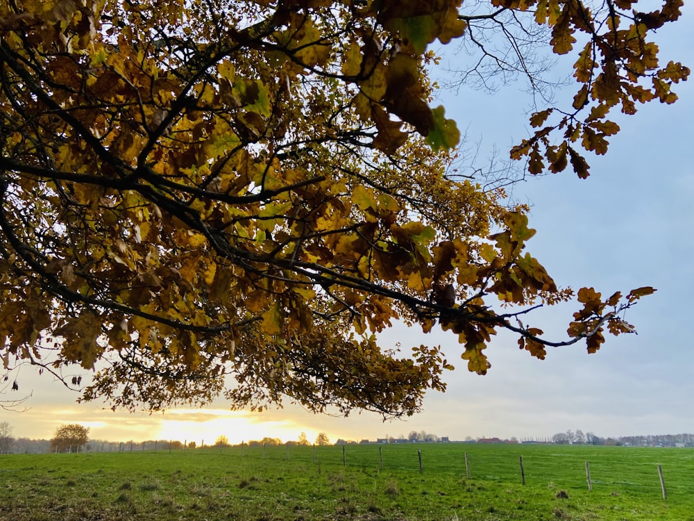 a field with a tree in the foreground and a fence in the background