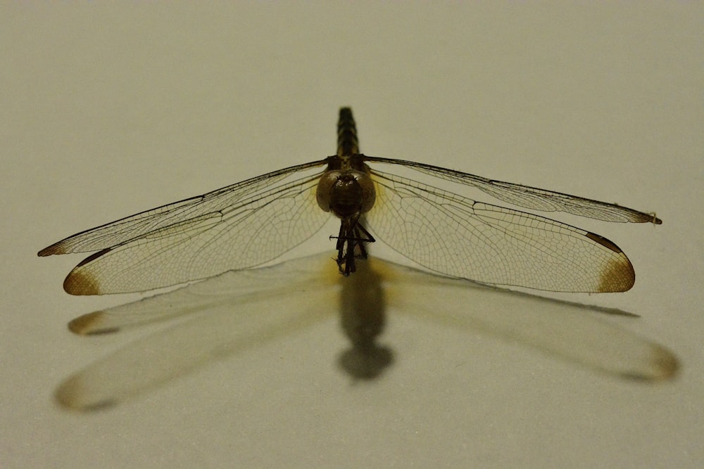 a close up of a dragonfly on a white surface