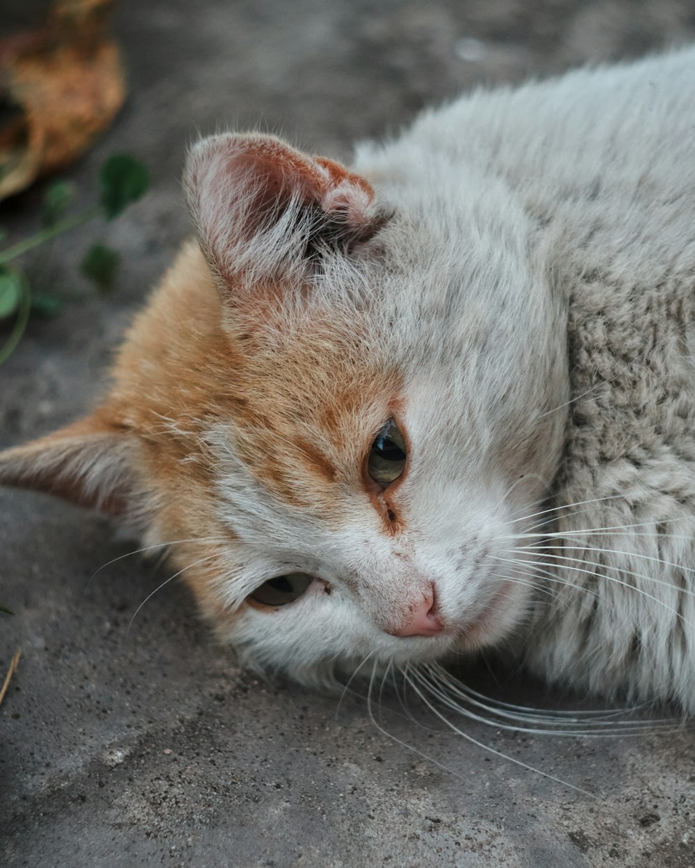 a close up of a cat laying on the ground