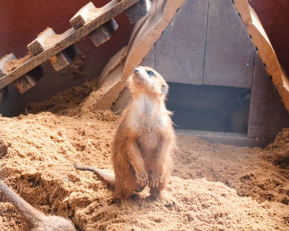 a meerkat standing in the sand in front of a wooden structure