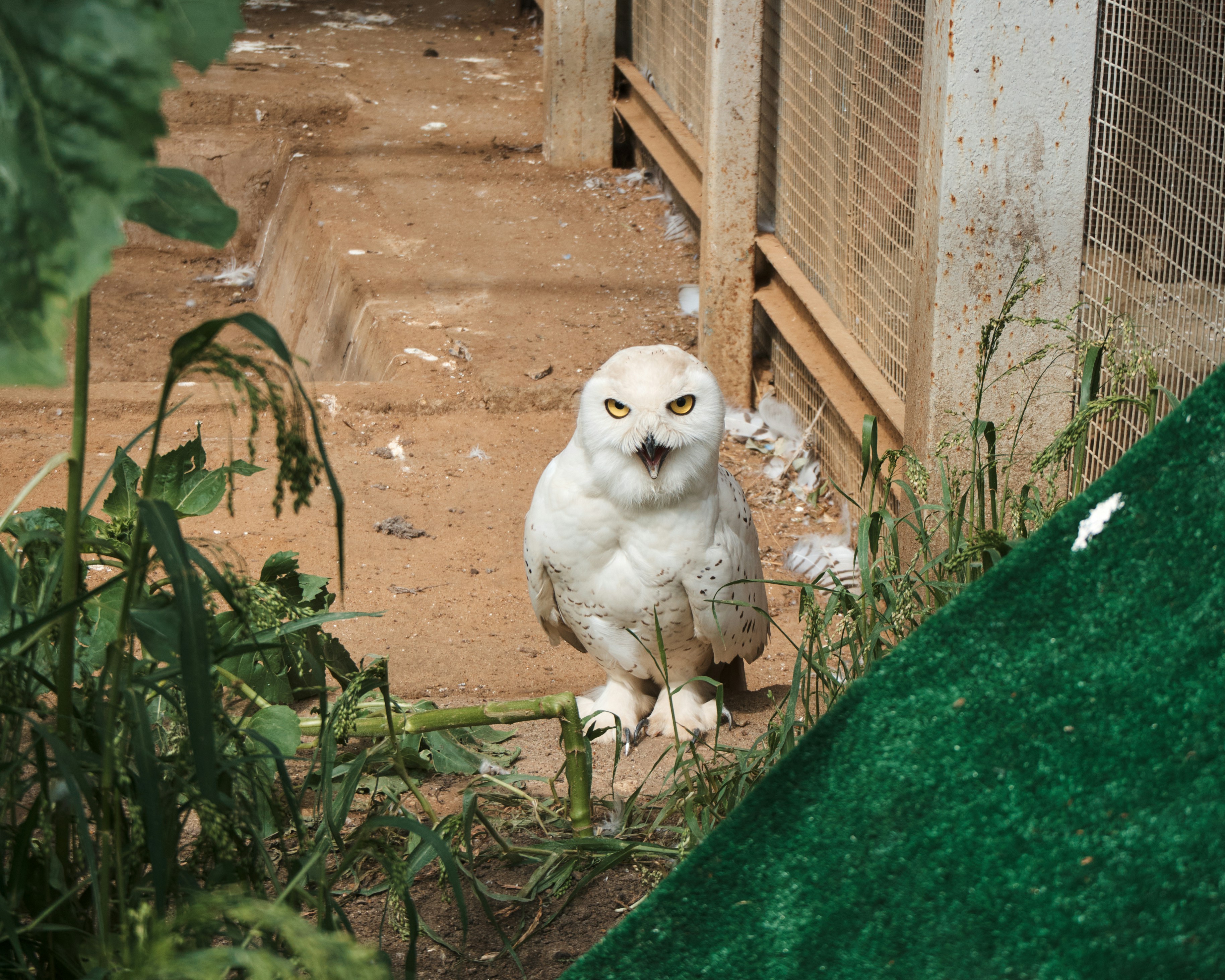 a white owl sitting on the ground next to a fence