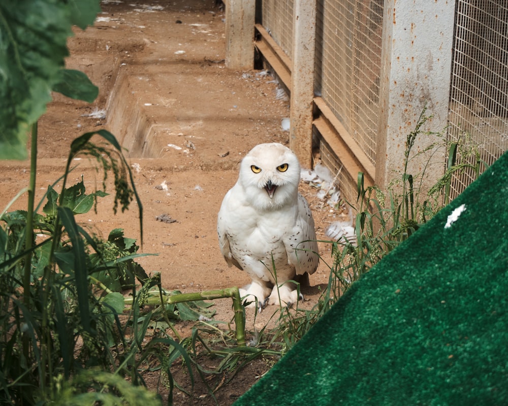 a white owl sitting on the ground next to a fence