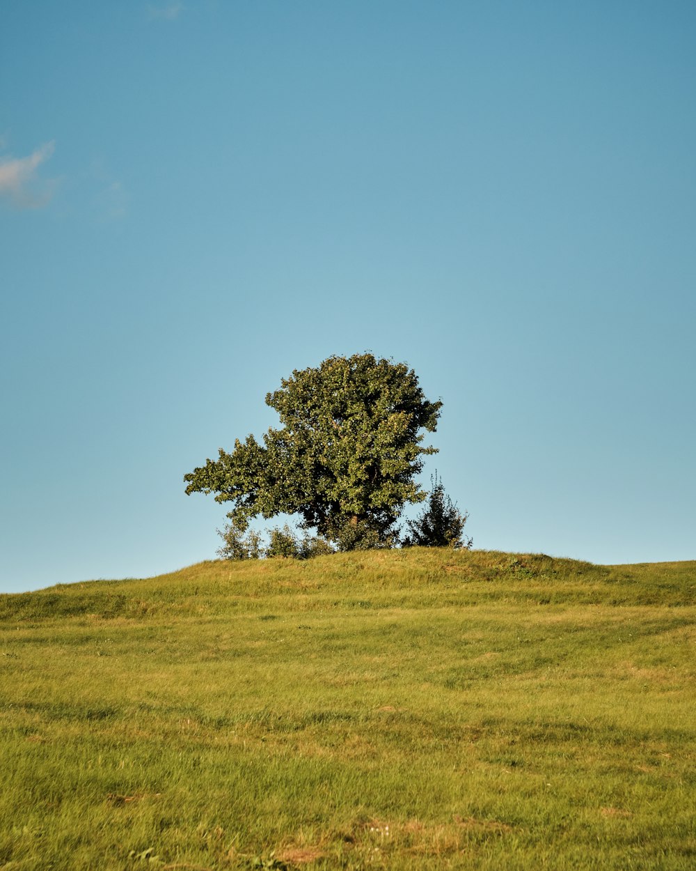 a lone tree on a grassy hill under a blue sky