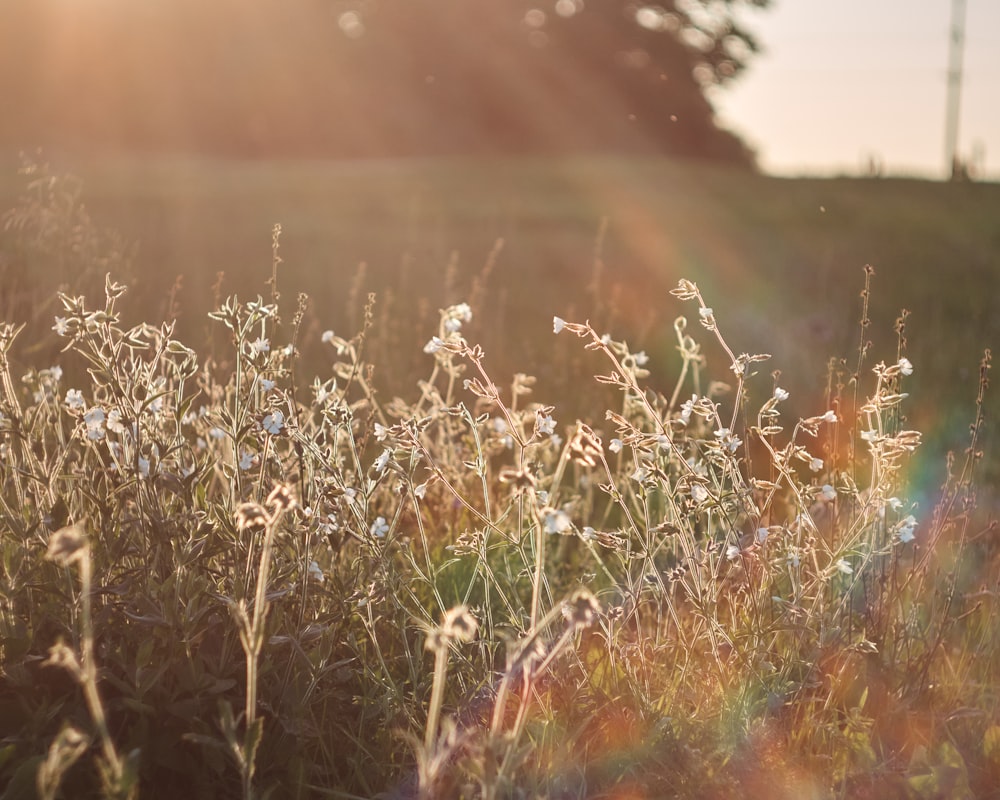 a field of grass with the sun shining on it