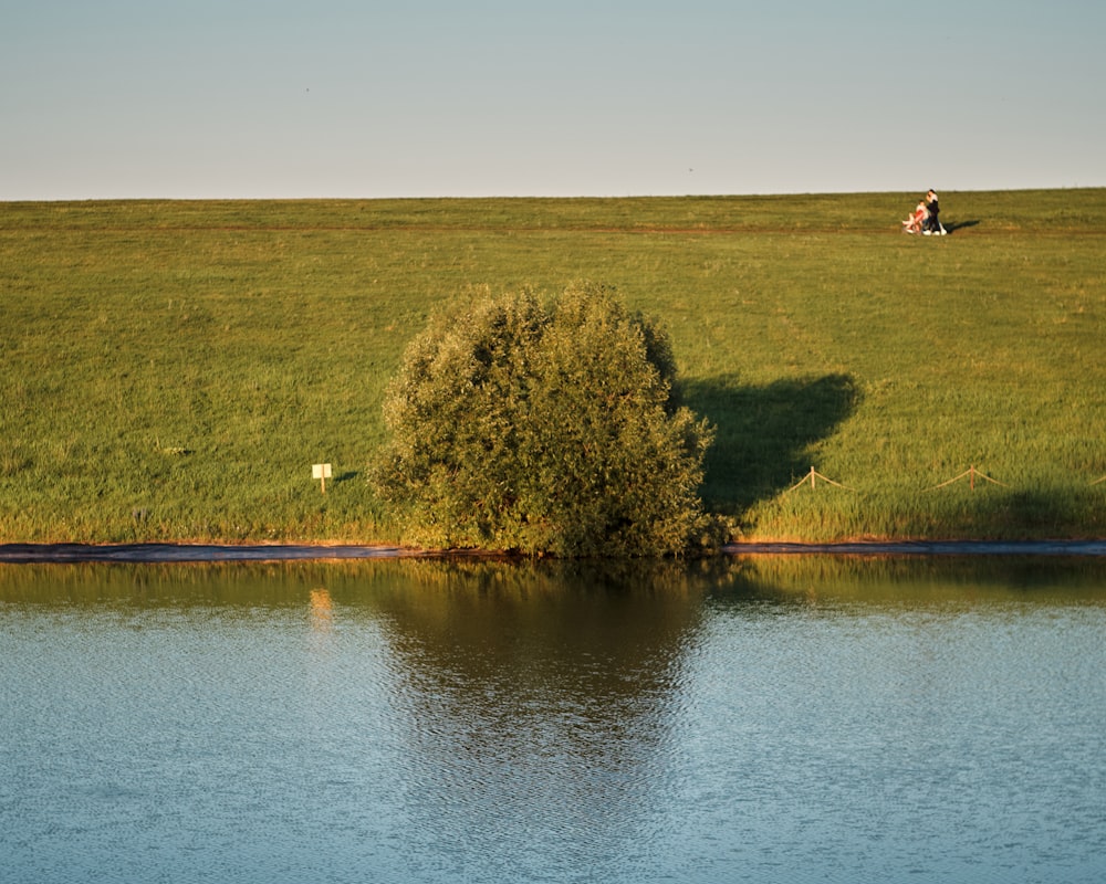 a lone tree in a grassy field next to a body of water