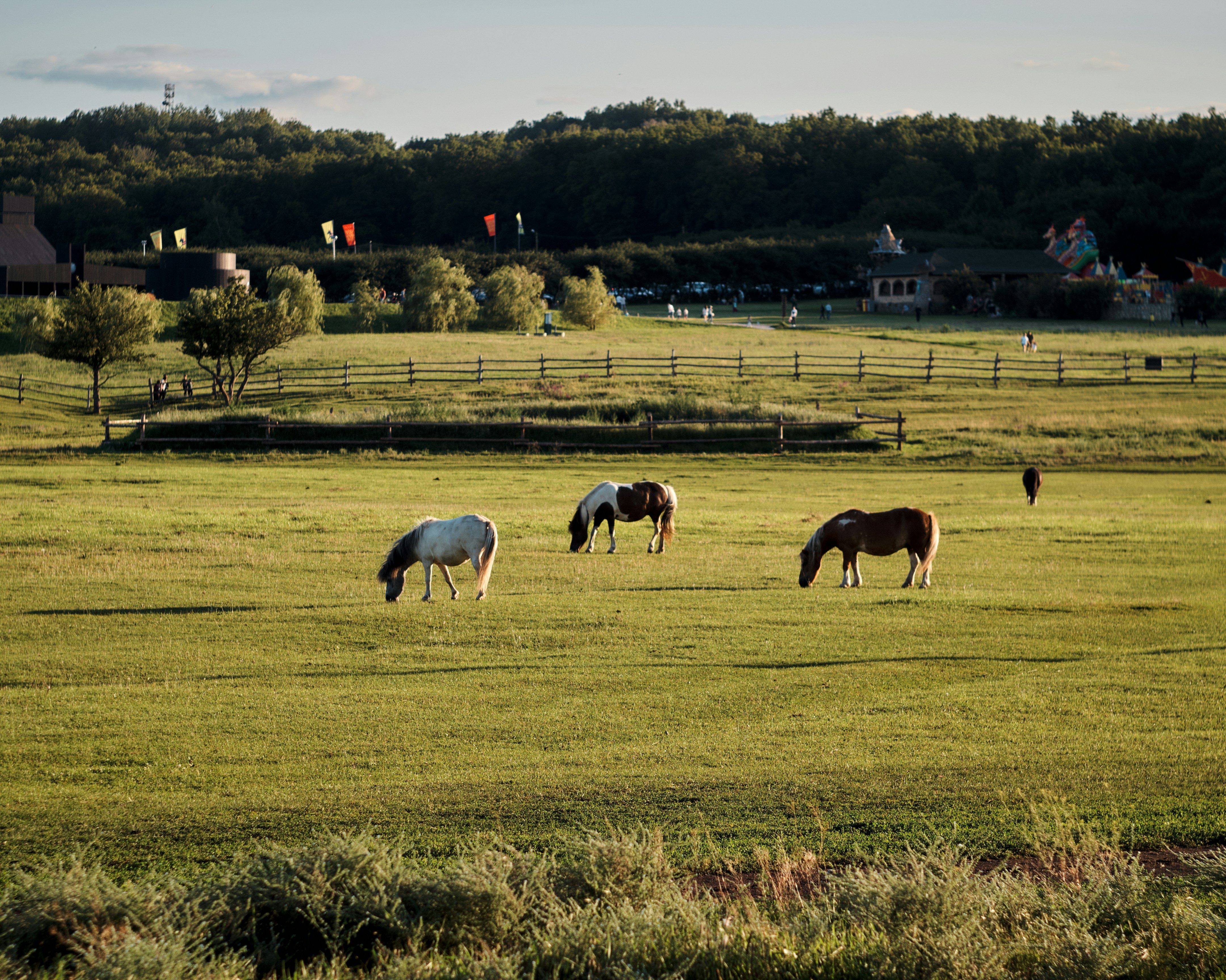 a group of horses grazing on a lush green field